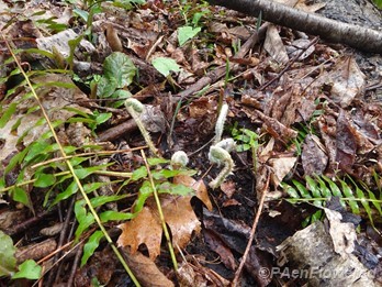 Fiddleheads with last season's fronds